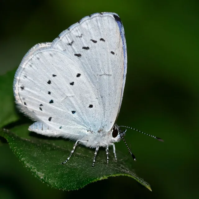 Celastrina argiolus - bengeboglárka