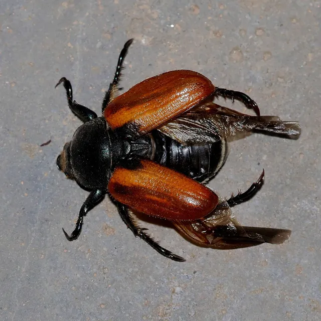 Anisoplia austriaca - osztrák szipoly