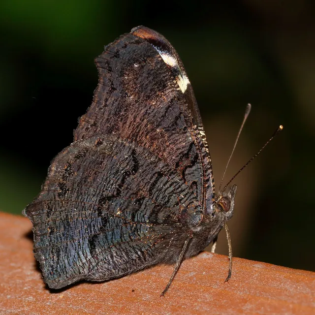 Nymphalis io - nappali pávaszem
