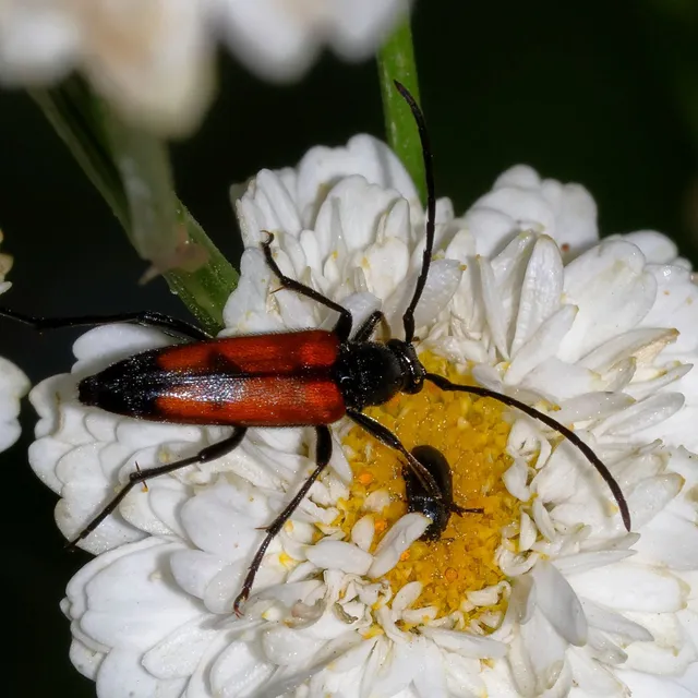 Stenurella bifasciata - kétöves karcsúcincér