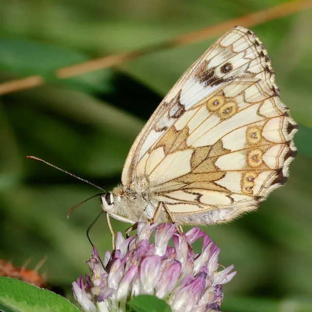 Melanargia galathea - sakktáblalepke