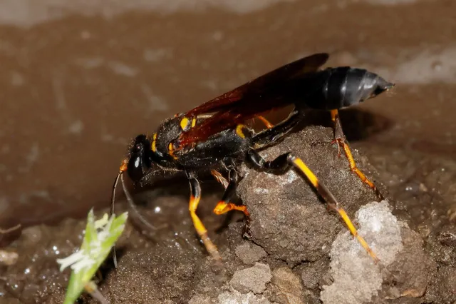 Sceliphron caementarium - feketenyelű lopódarázs