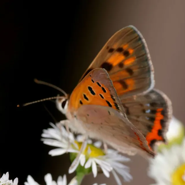 Lycaena phlaeas - közönséges tűzlepke