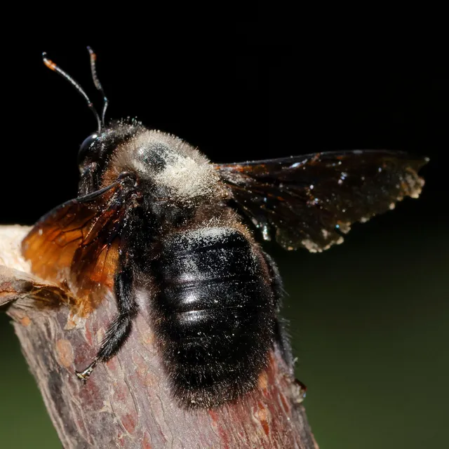 Xylocopa violacea - kék fadongó