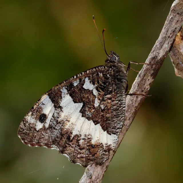 Brintesia circe - fehéröves szemeslepke