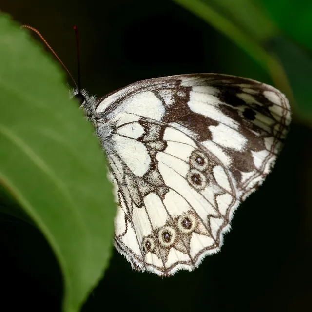 Melanargia galathea - sakktáblalepke