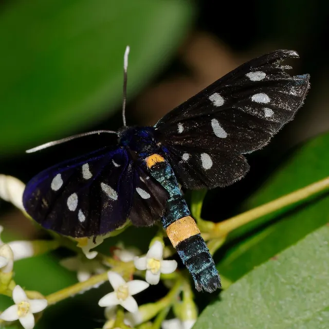 Amata phegea - fehérpettyes álcsüngőlepke