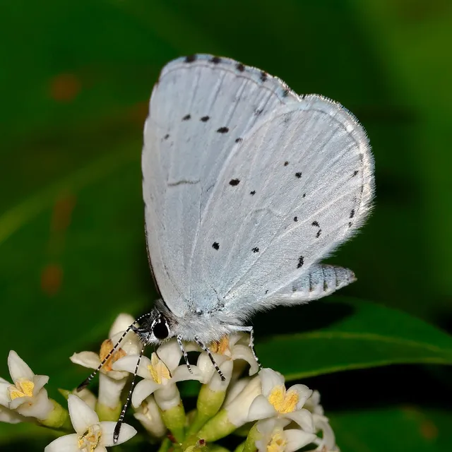 Celastrina argiolus - bengeboglárka