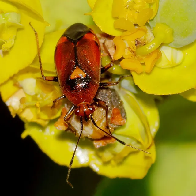 Deraeocoris ruber - vöröses mezeipoloska