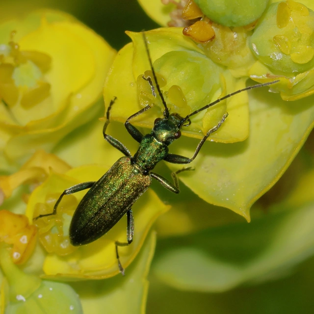 Chrysanthia viridissima - aranyos álcincér