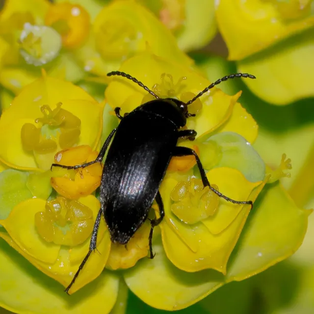 Podonta nigrita - szerecsenbogár