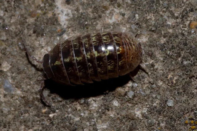 Isopoda - Ászkarákok