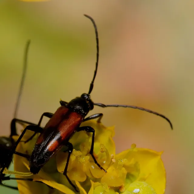 Stenurella bifasciata - kétöves karcsúcincér