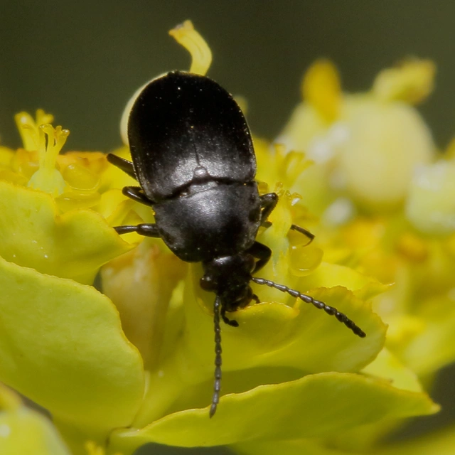 Podonta nigrita - szerecsenbogár
