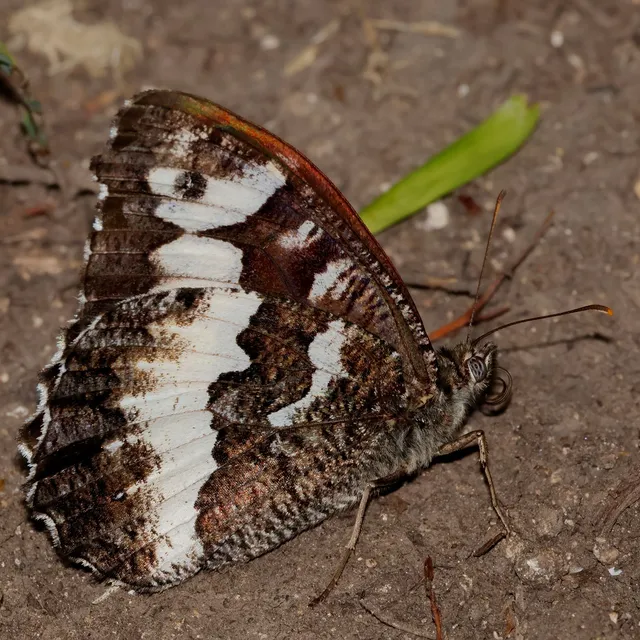 Brintesia circe - fehéröves szemeslepke