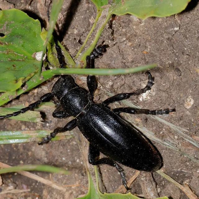 Dorcadion aethiops - fekete gyalogcincér
