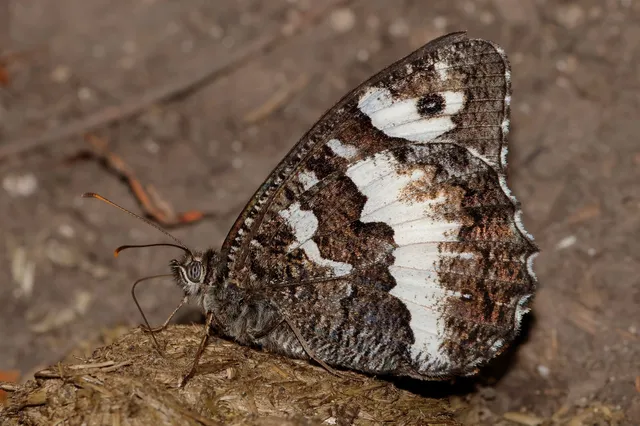 Brintesia circe - fehéröves szemeslepke