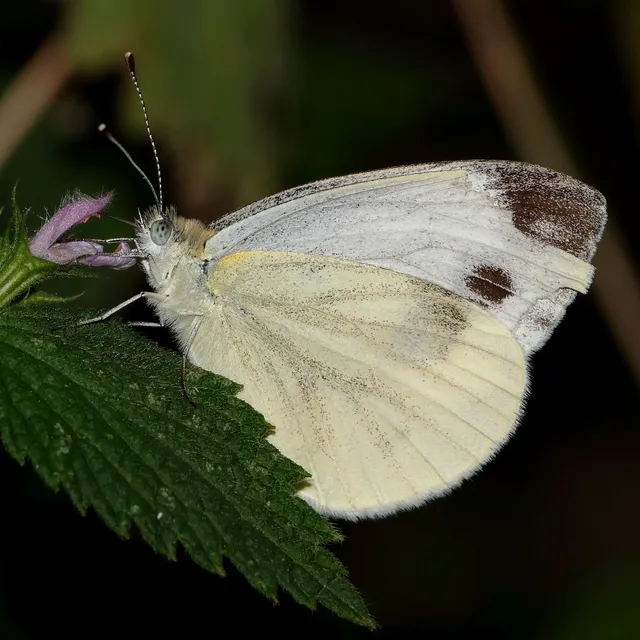 Pieris napi - repcelepke