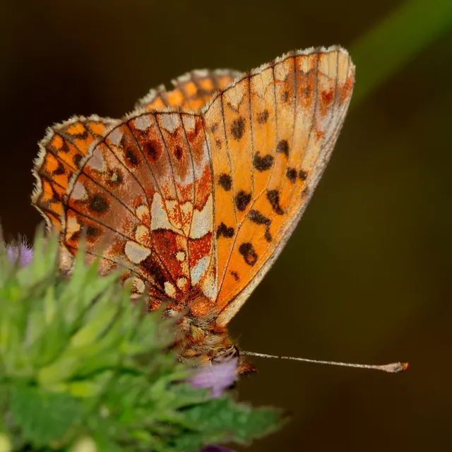 Boloria dia - kis gyöngyházlepke