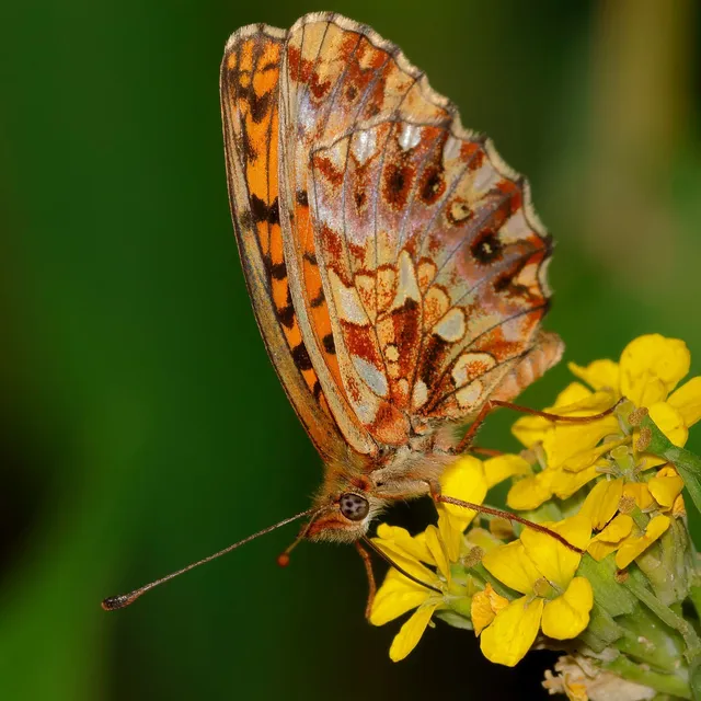 Boloria dia - kis gyöngyházlepke