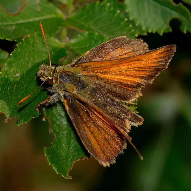 Thymelicus sylvestris - barna busalepke