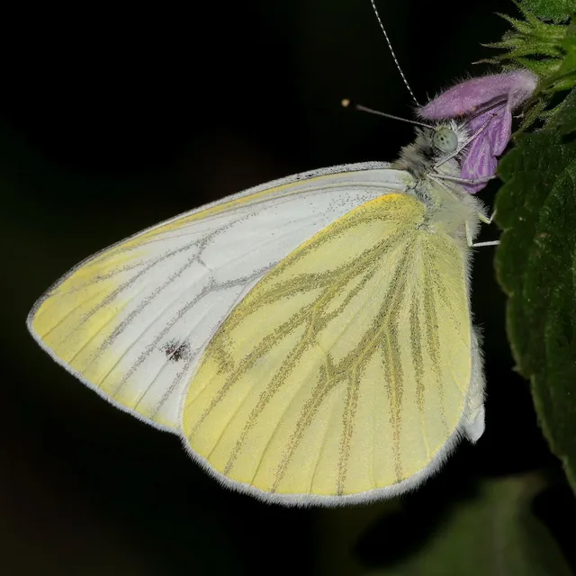 Pieris napi - repcelepke