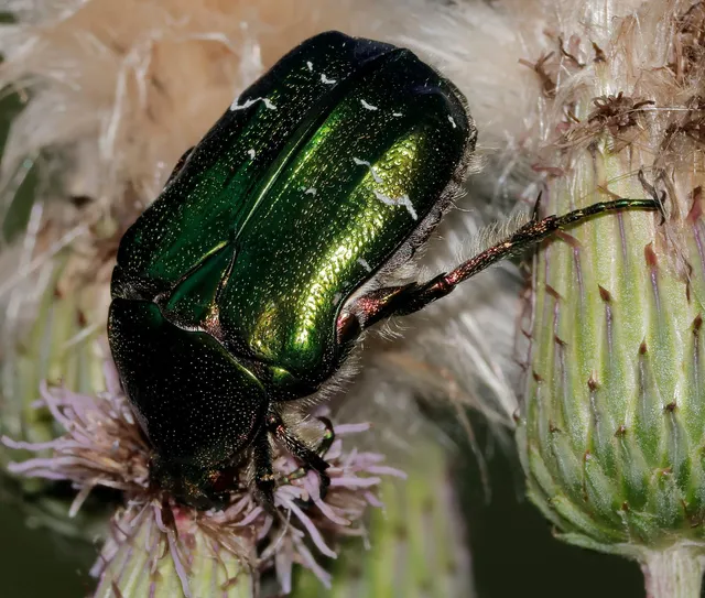 Cetonia aurata - aranyos virágbogár