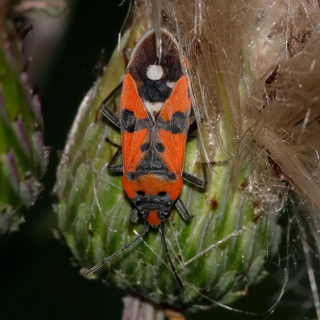 Lygaeus equestris/simulans