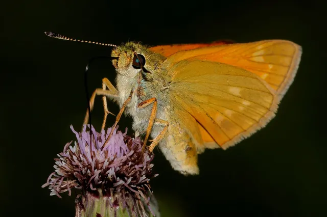 Ochlodes sylvanus - erdei busalepke
