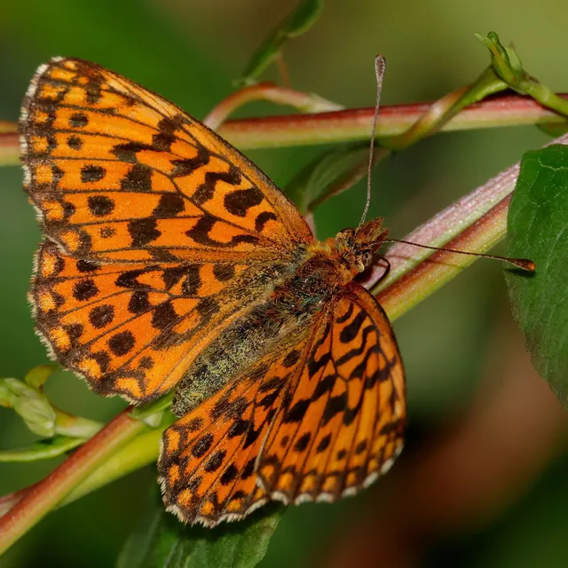 Boloria dia - kis gyöngyházlepke
