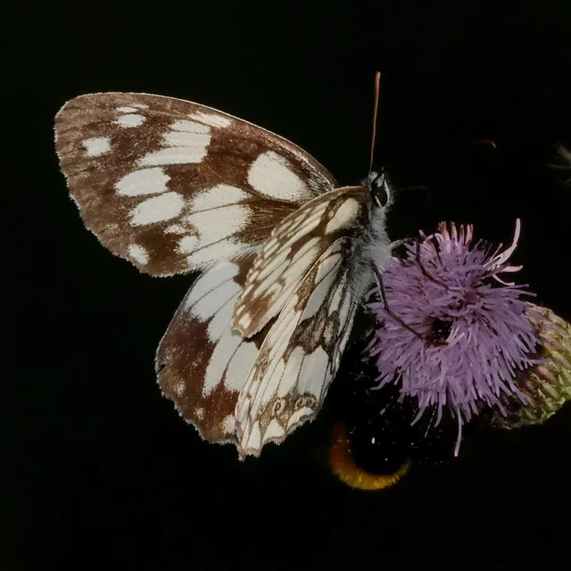 Melanargia galathea - sakktáblalepke