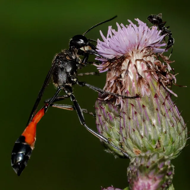 Ammophila