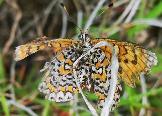 Melitaea trivia - kis tarkalepke