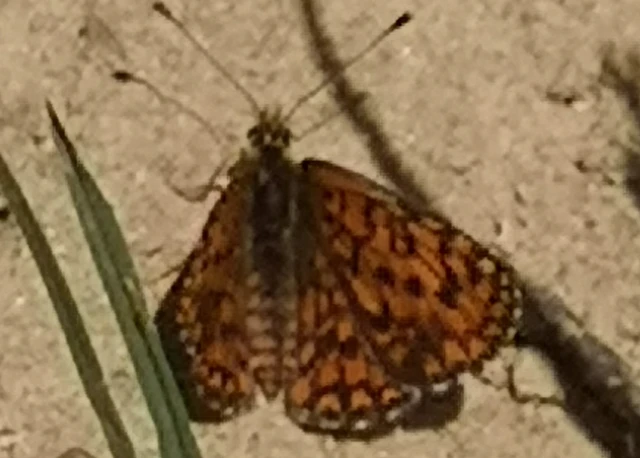 Melitaea trivia - kis tarkalepke