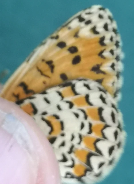 Melitaea trivia - kis tarkalepke