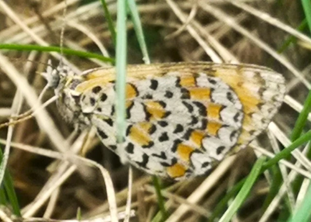 Melitaea trivia - kis tarkalepke