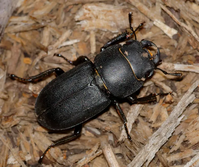 Dorcus parallelipipedus - kis szarvasbogár