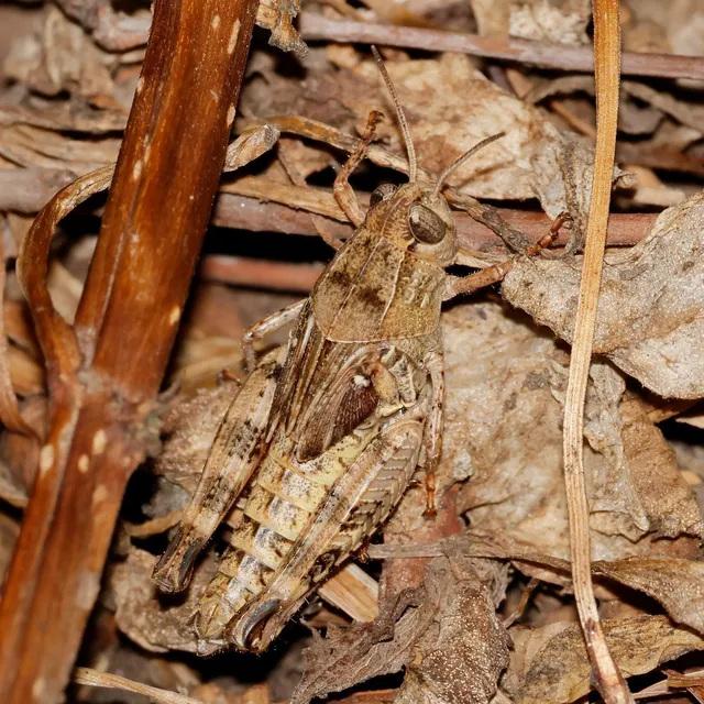 Calliptamus italicus - olaszsáska