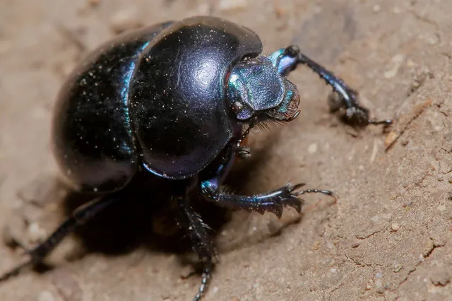 Trypocopris vernalis - tavaszi álganéjtúró