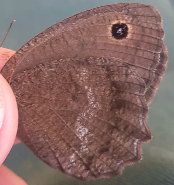 Minois dryas - fekete szemeslepke