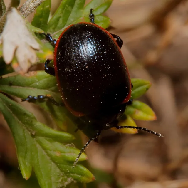 Chrysolina rossia - trapézhátú szegélyeslevelész
