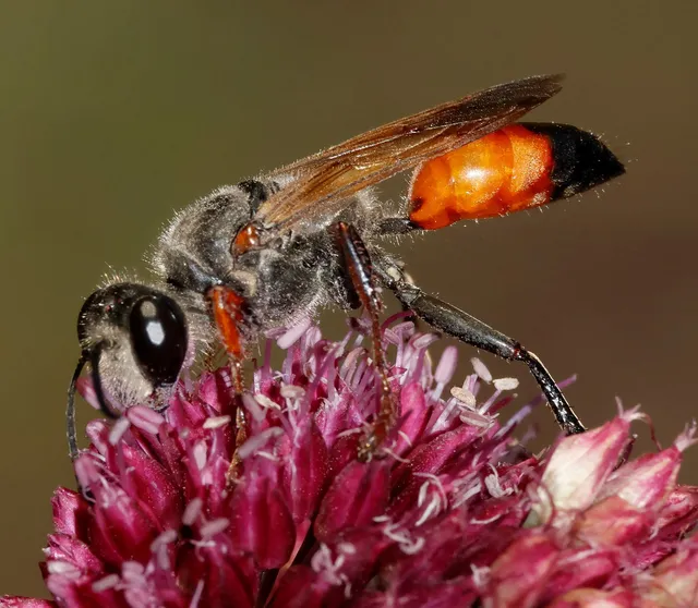 Sphecidae - kaparódarazsak