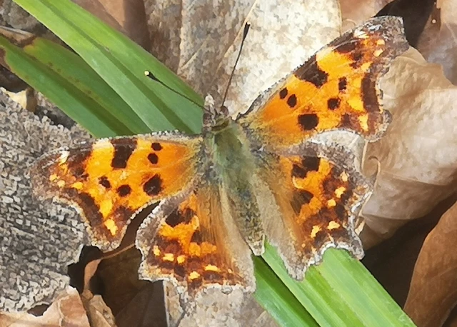 Nymphalis c-album - C-betűs lepke