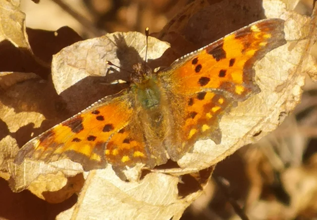 Nymphalis c-album - C-betűs lepke