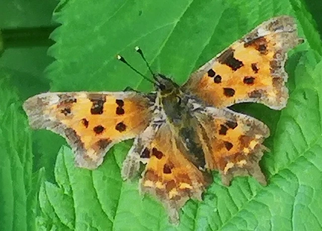Nymphalis c-album - C-betűs lepke
