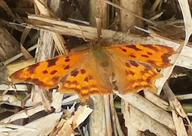 Nymphalis c-album - C-betűs lepke
