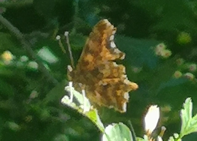 Nymphalis c-album - C-betűs lepke