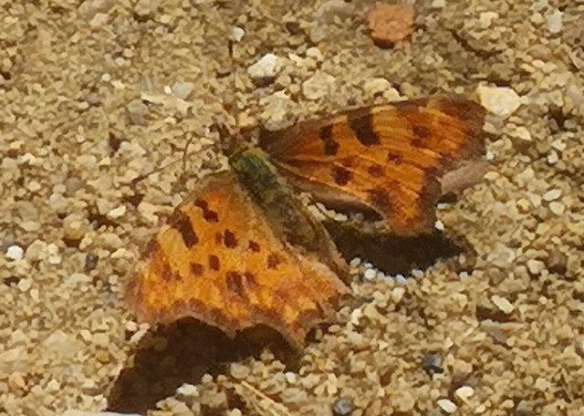 Nymphalis c-album - C-betűs lepke