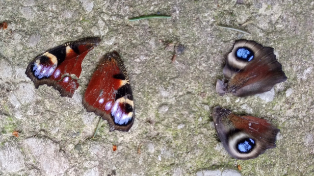 Nymphalis io - nappali pávaszem