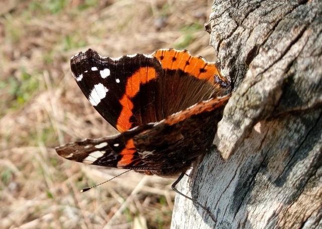 Vanessa atalanta - atalantalepke
